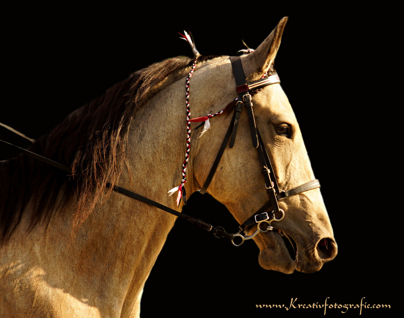 Tennesse Walker..