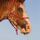 Tennessee Walking Horse