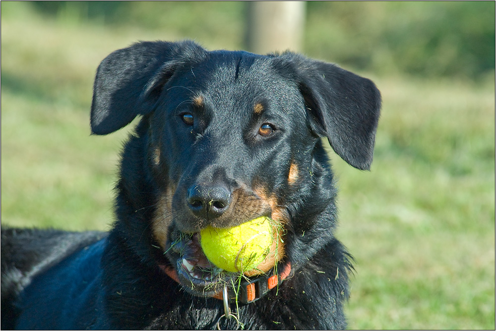 Tennis