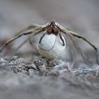 Tennis spielen Kopie