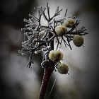 Tennisbälle der Natur