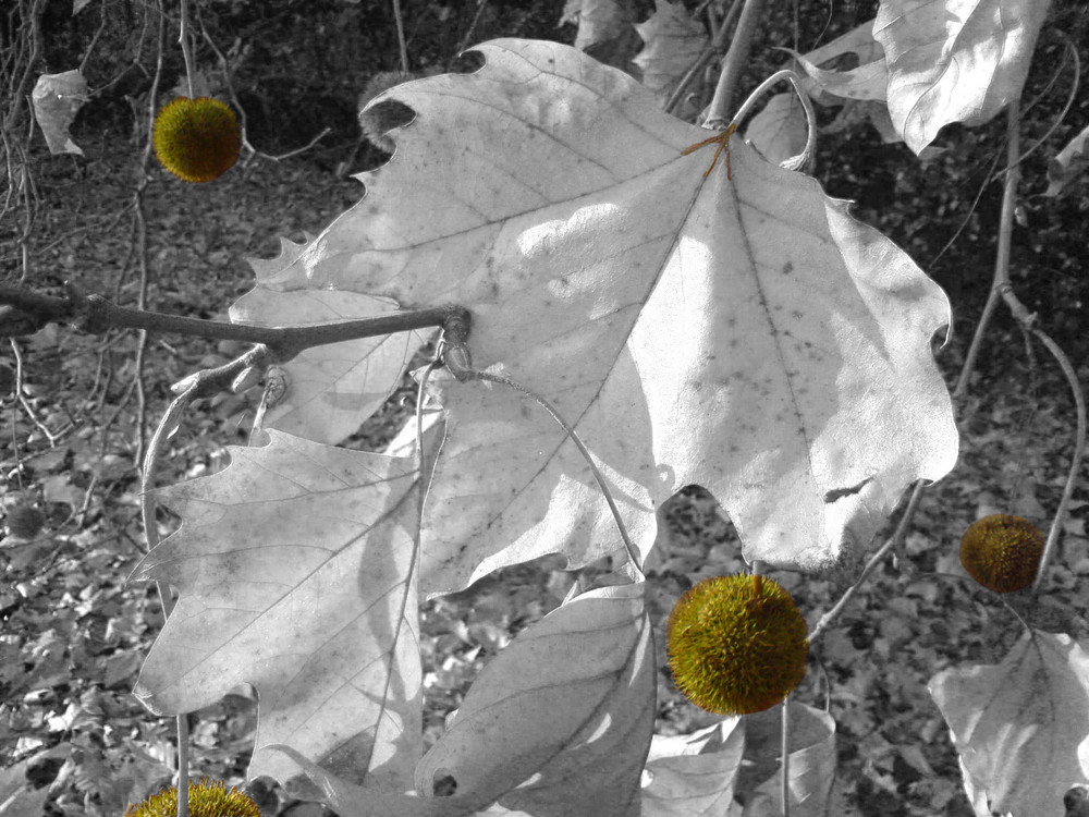 Tennisbälle mitten im Wald