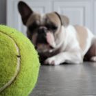 Tennisball 