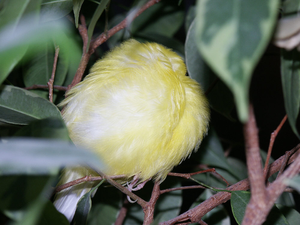 Tennisball im Strauch