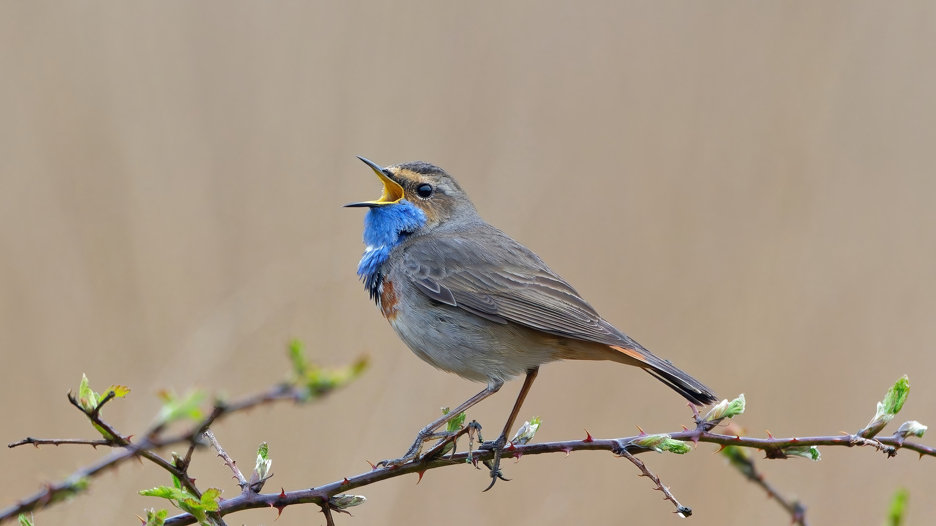 Tenor mit blauer Kehle