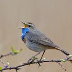 Tenor mit blauer Kehle