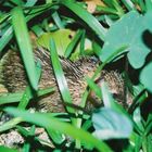 Tenrec im Versteck