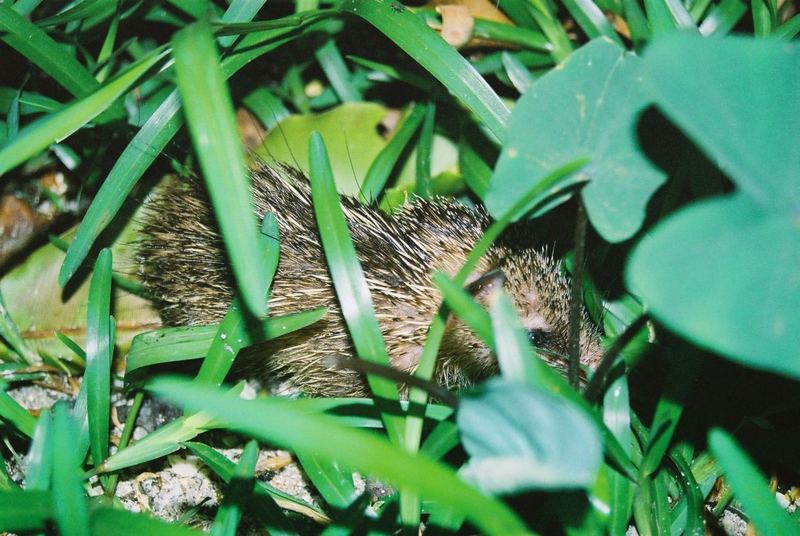 Tenrec im Versteck