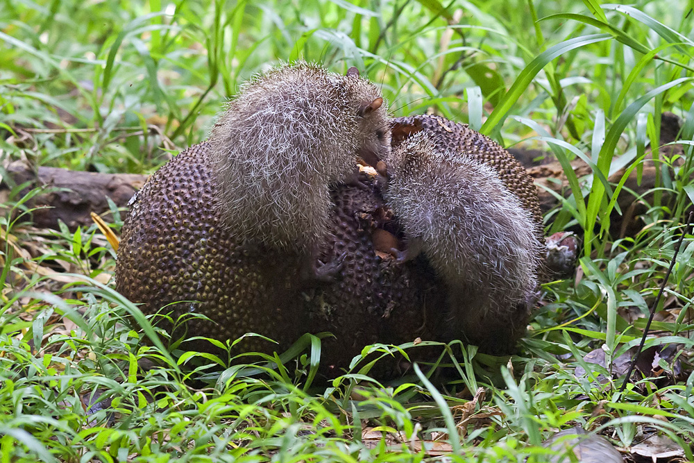 tenreks beim (jackfruit-)lunch...