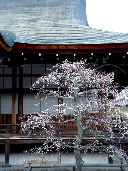 Tenryuji und Pflaumenblüten