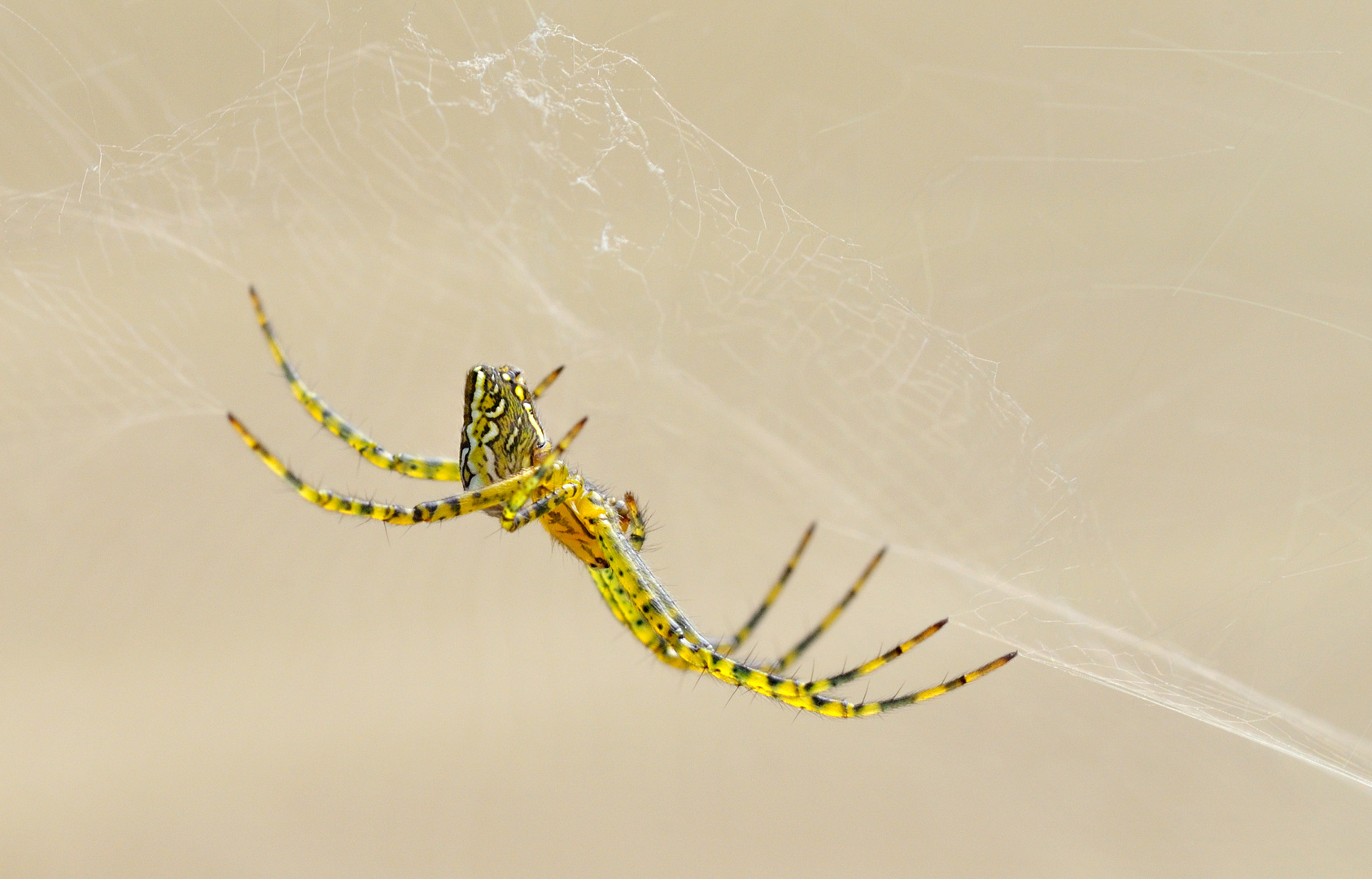 Tent Spider