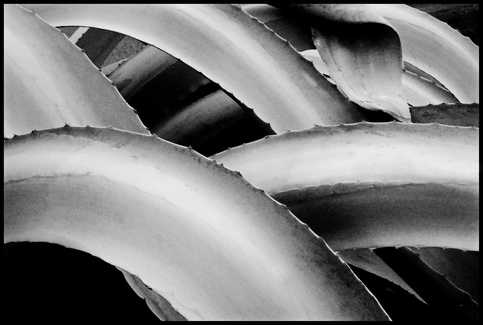 Tentaculaire Agave