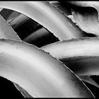 Tentaculaire Agave