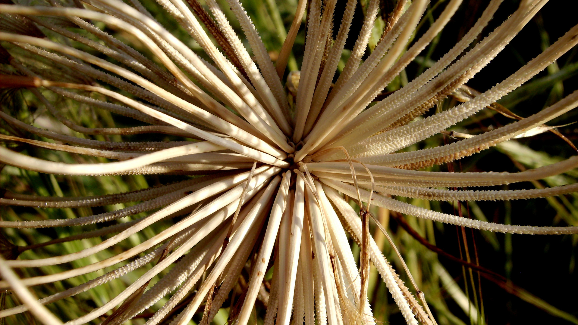 Tentacules végétales.