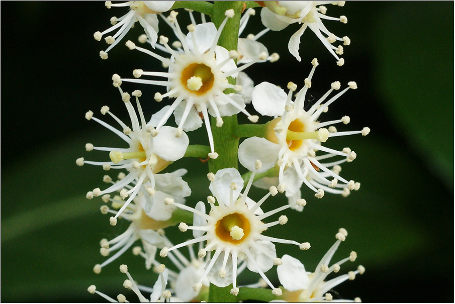 Tentakel im Garten