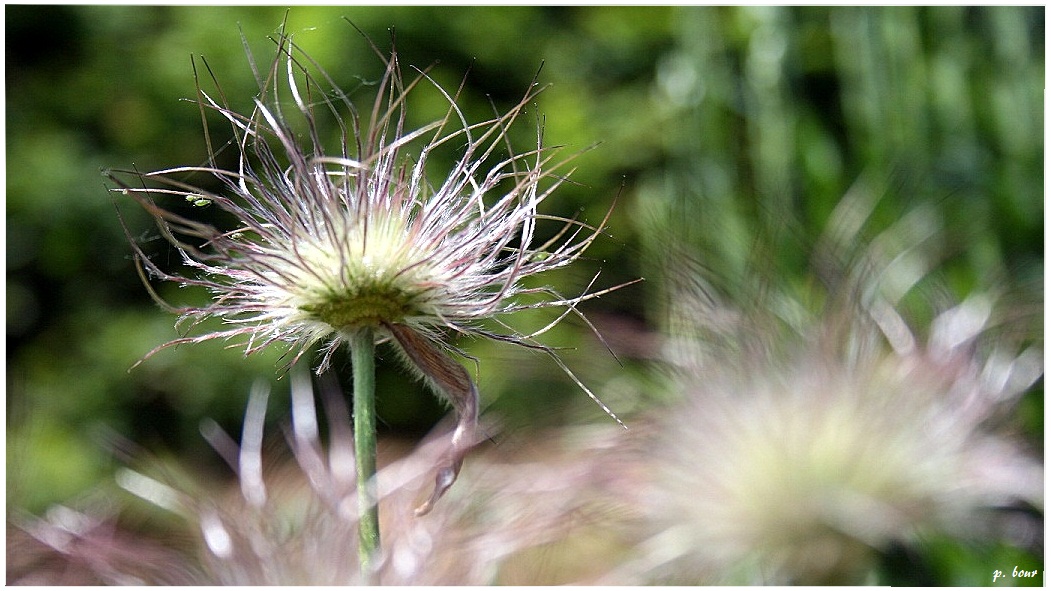 Tentakelblume