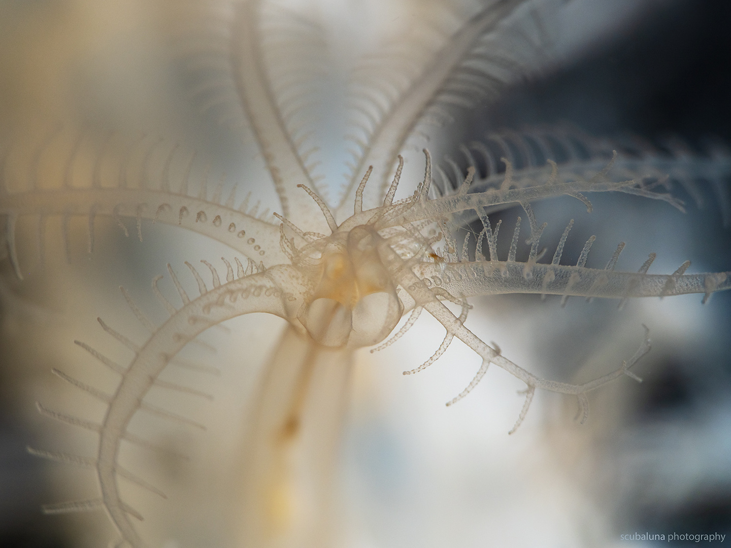 Tentakeln von einem Korallenpolyp