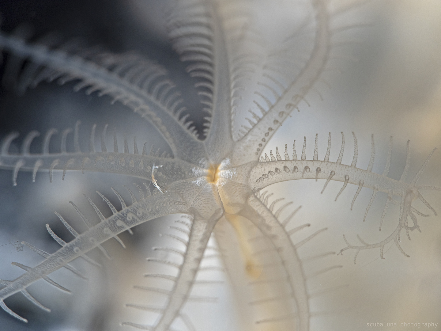 Tentakeln von einem Korallenpolyp