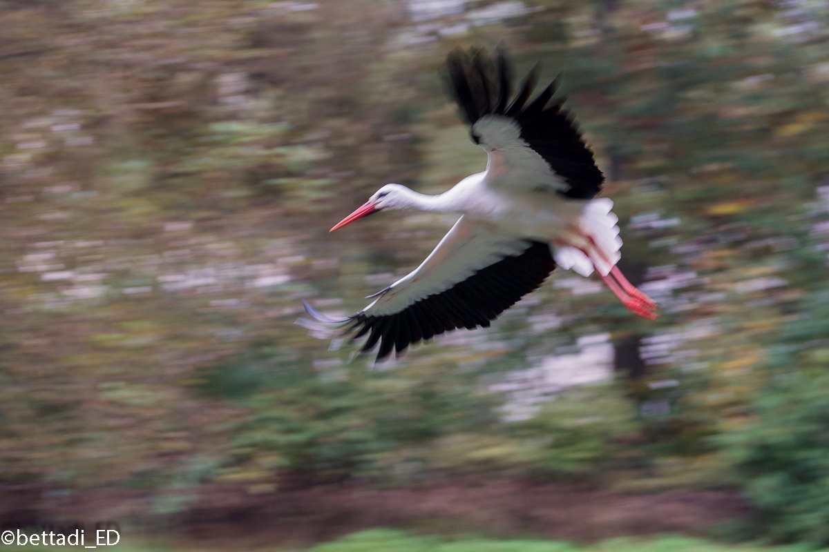 tentativo di panning