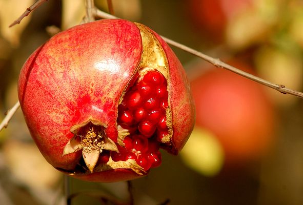 TENTAZIONI D'AUTUNNO