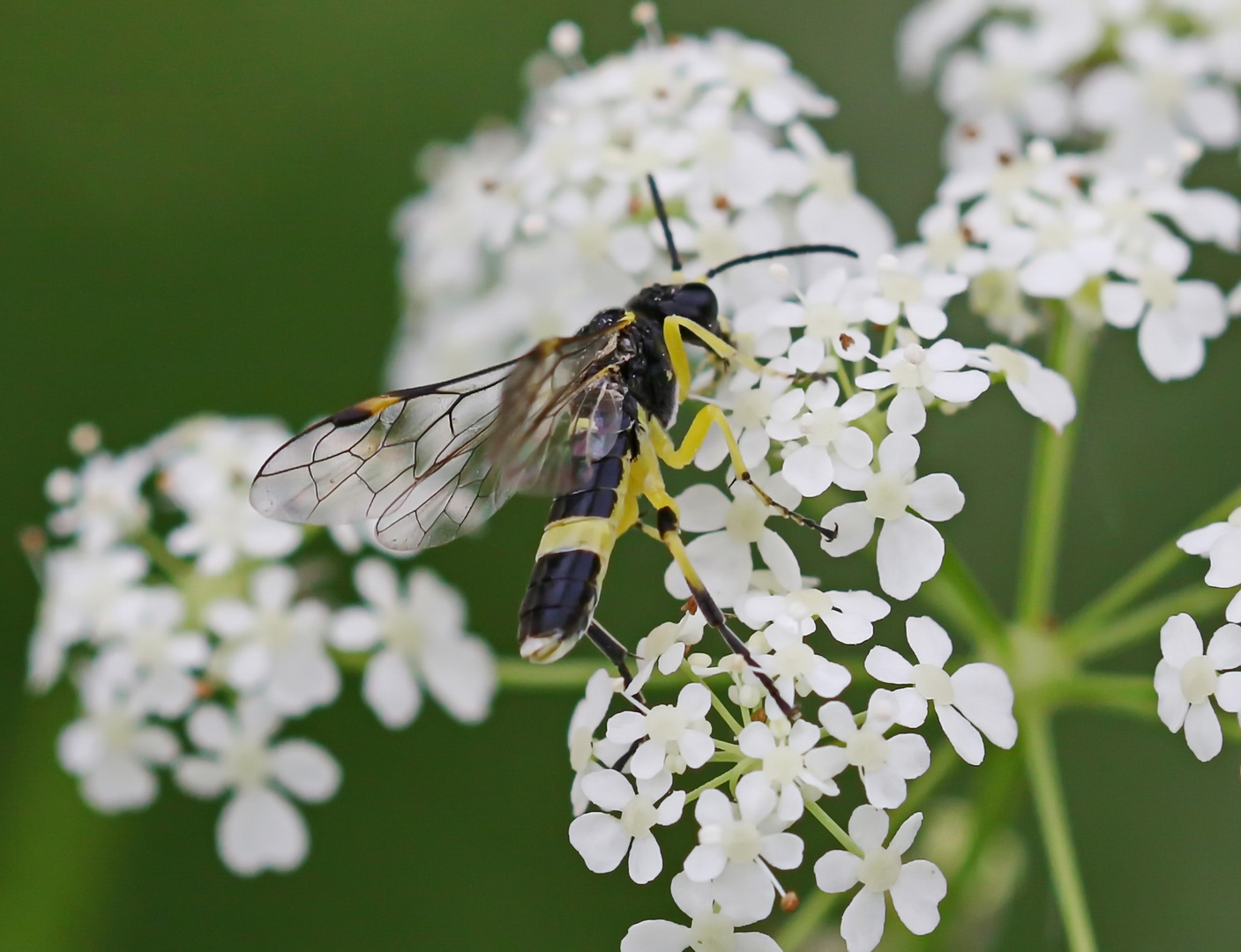 Tenthredo amoena