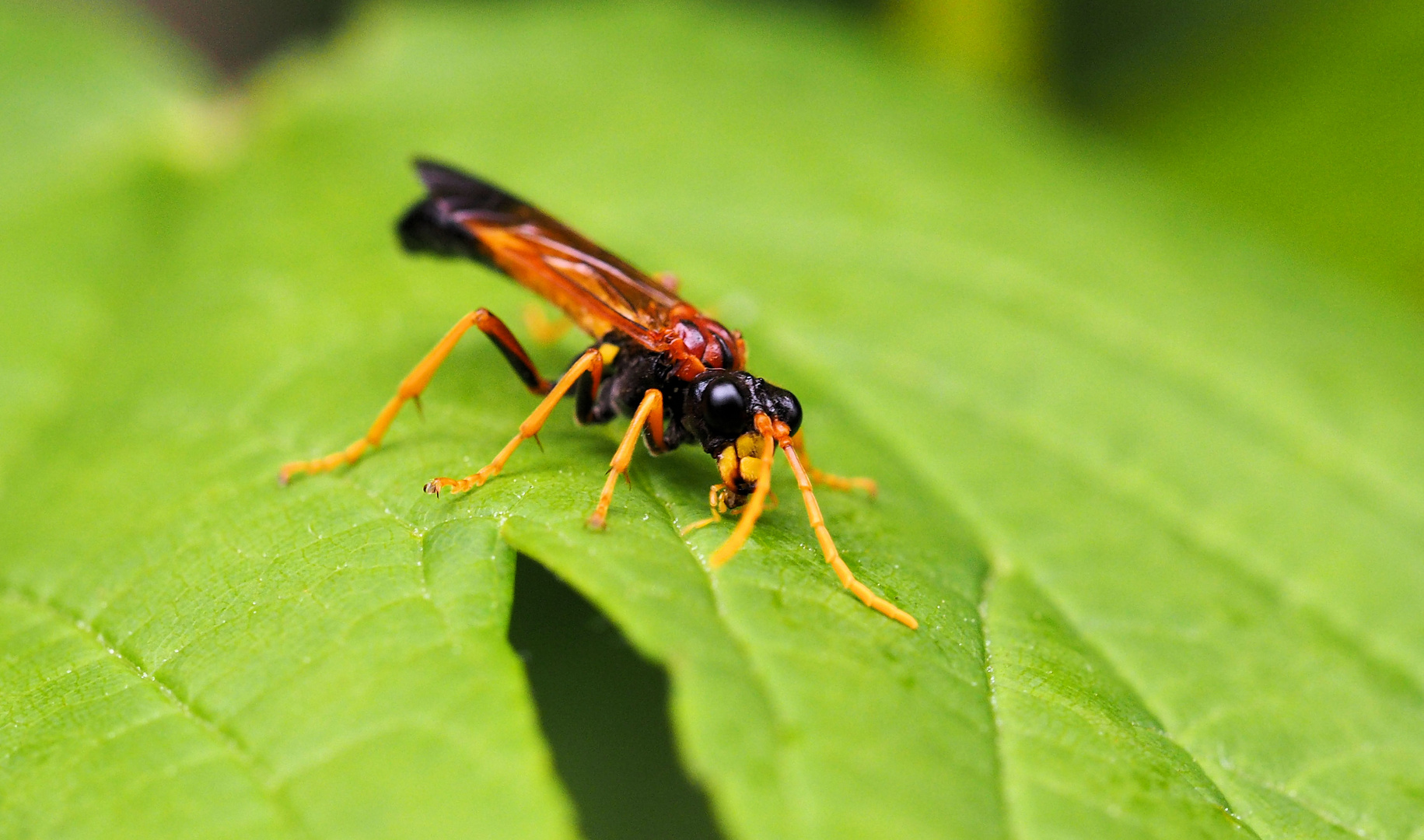 Tenthredo campestris