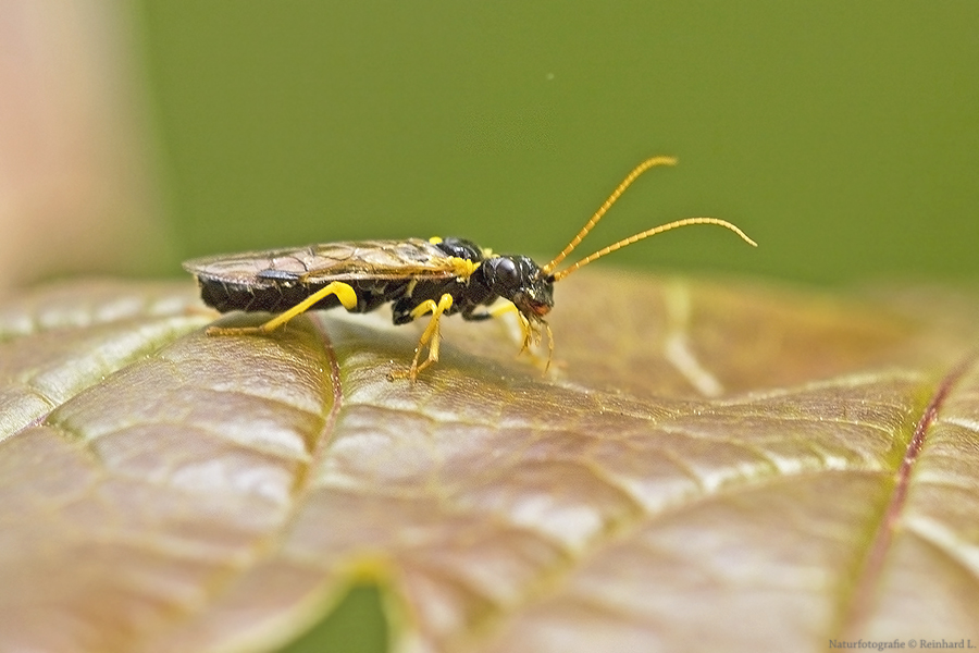  Tenthredo campestris