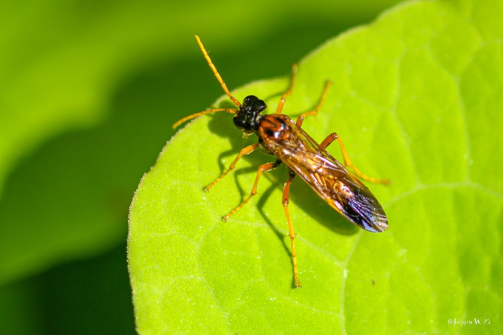 Tenthredo campestris Linnaeus