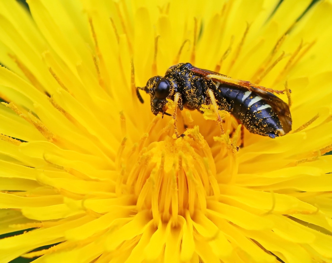 Tenthredo koehleri (Echte Blattwespe)