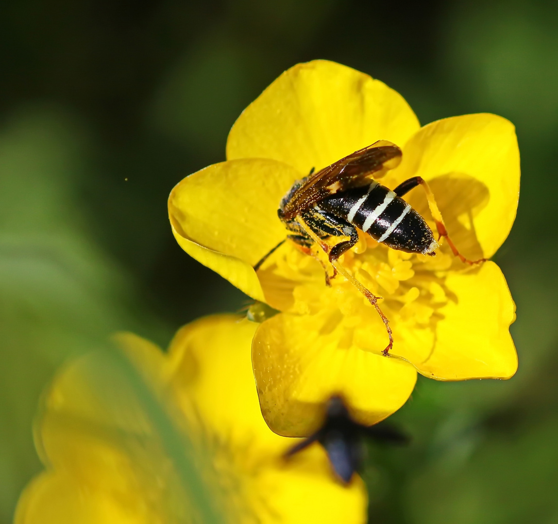 Tenthredo koehleri,Weibchen