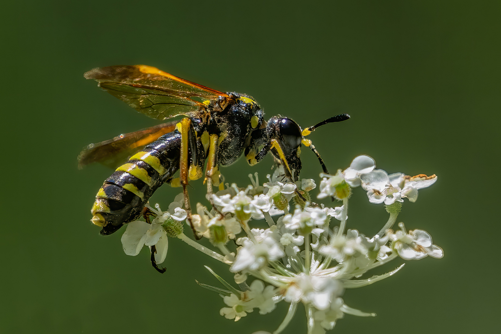 Tenthredo marginella oder Tenthredo thompsoni