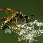 Tenthredo marginella oder Tenthredo thompsoni