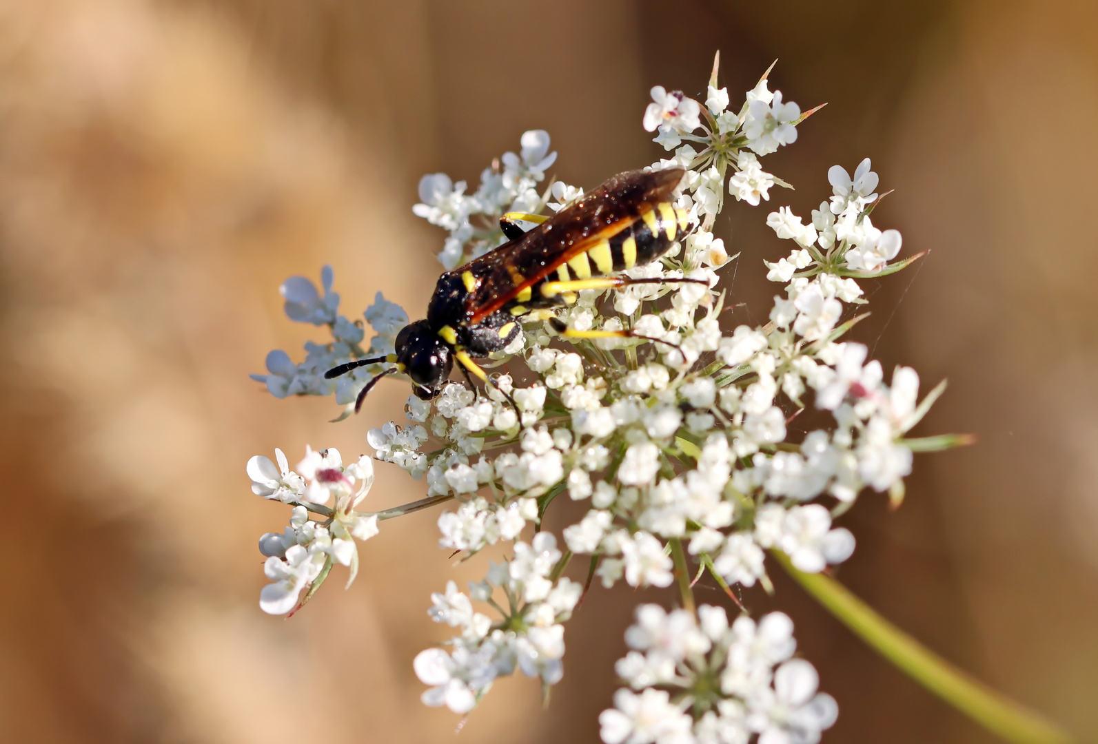 Tenthredo marginella / thompsoni (Doku)