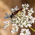 Tenthredo marginella / thompsoni (Doku)