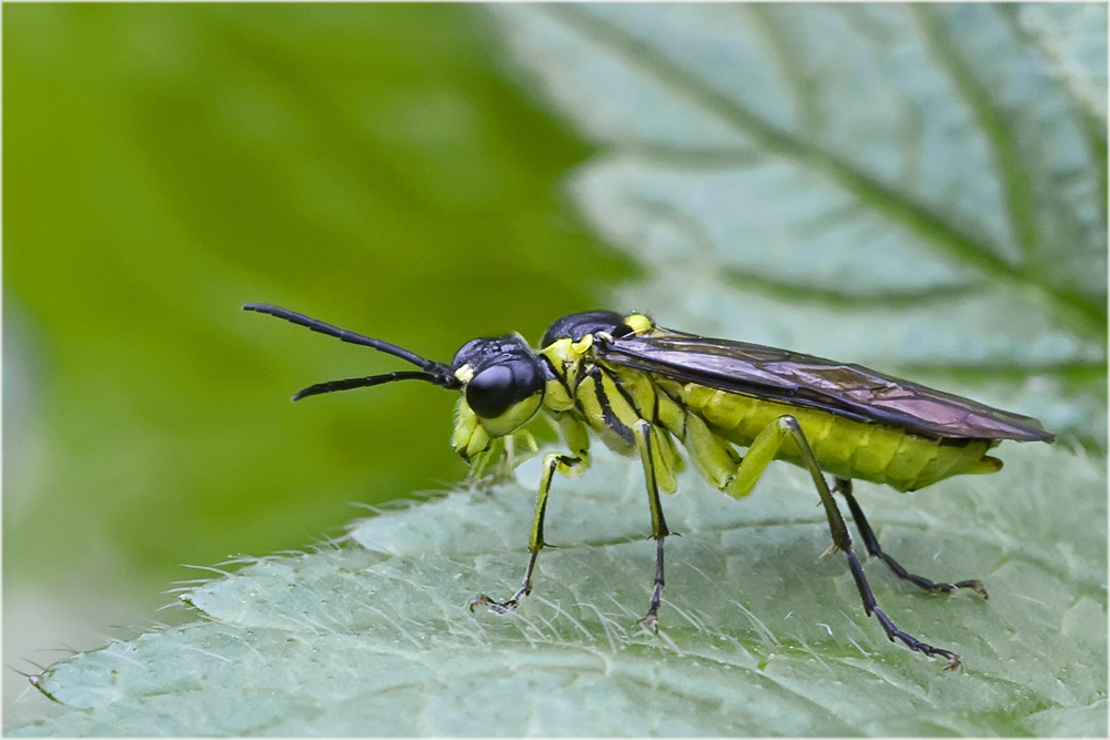 Tenthredo mesomela