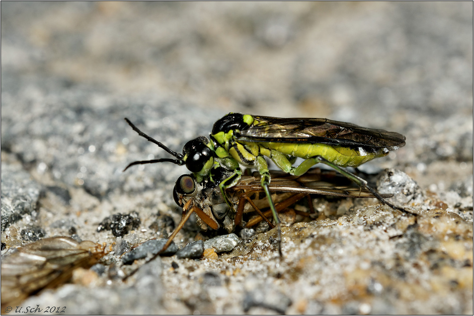 Tenthredo mesomela mit Schnepfenfliege