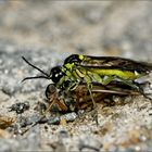 Tenthredo mesomela mit Schnepfenfliege