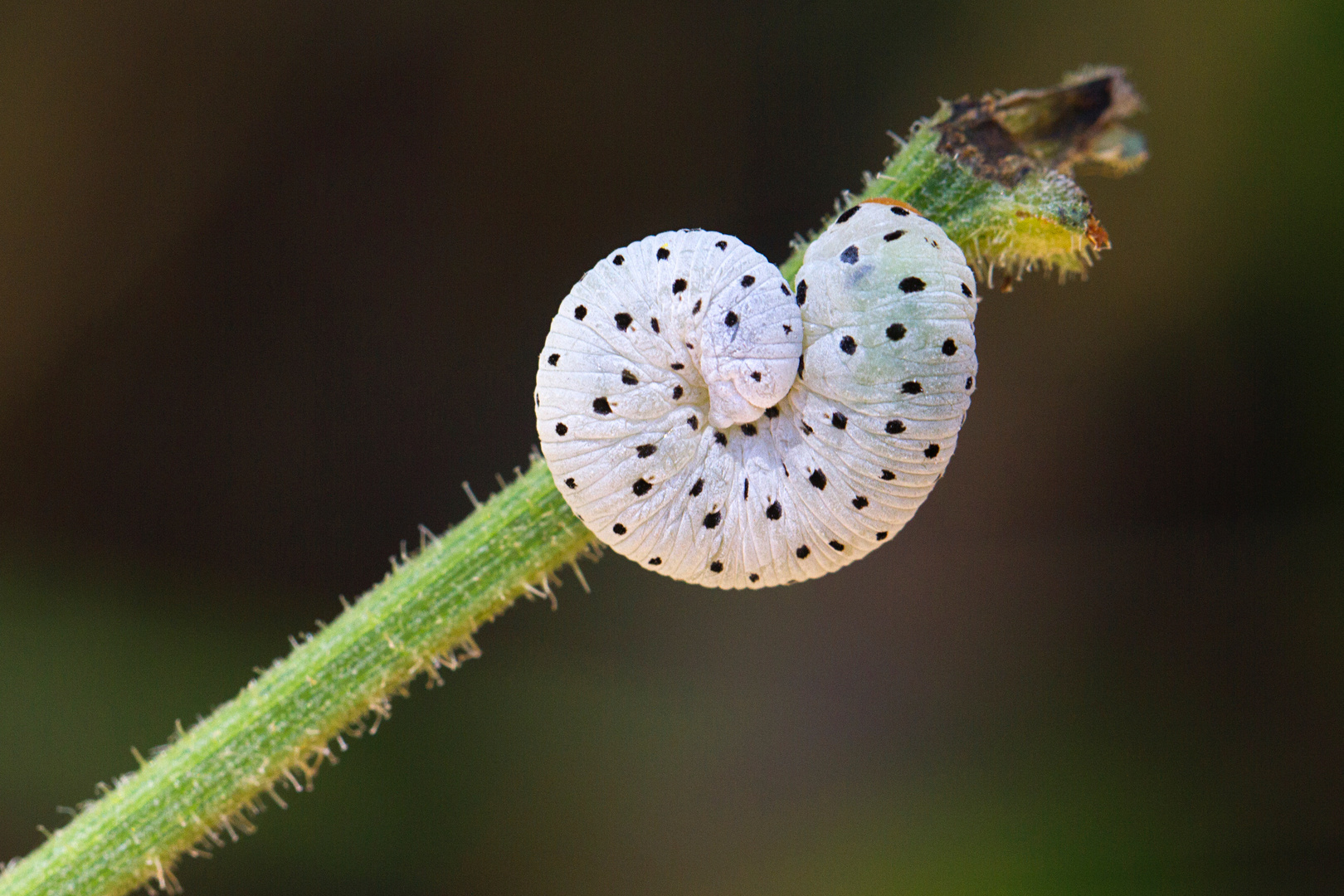 Tenthredo neobesa