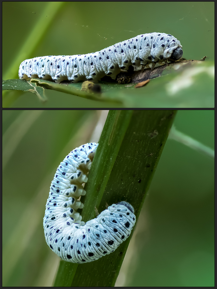 Tenthredo scrophulariae