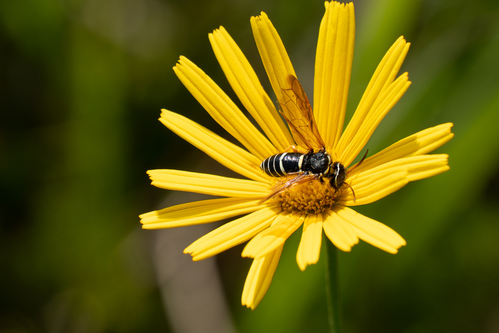 Tenthredo scrophulariae - Braunwurz-Blattwespe