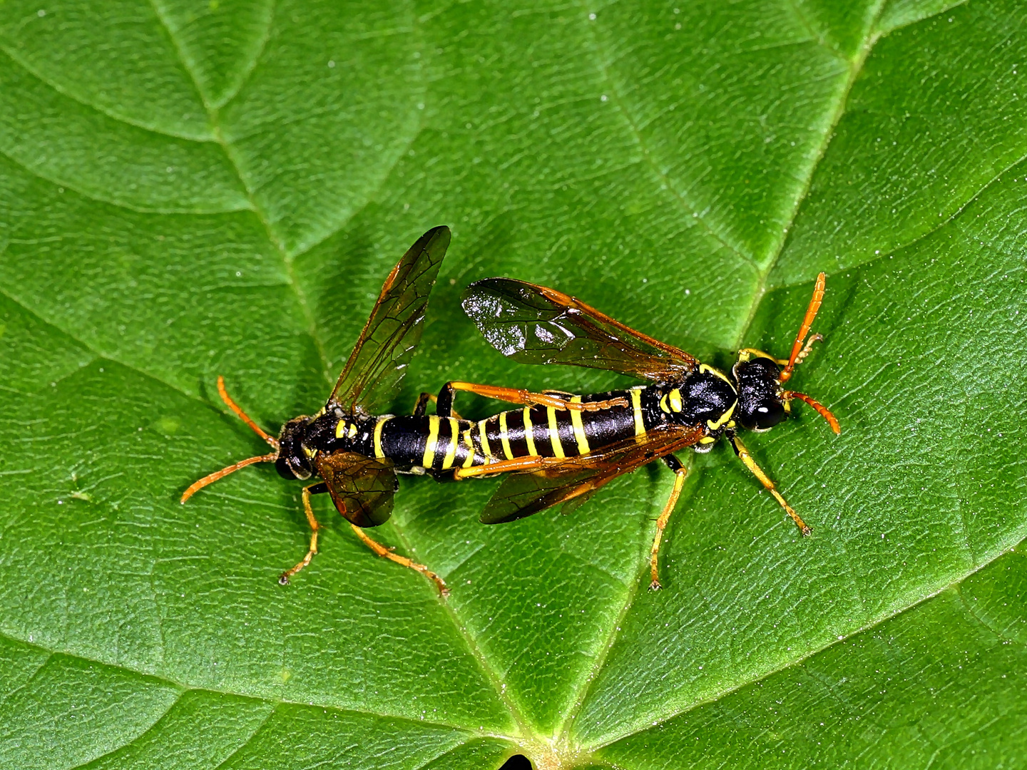 Tenthredo scrophulariae - Braunwurz-Blattwespe