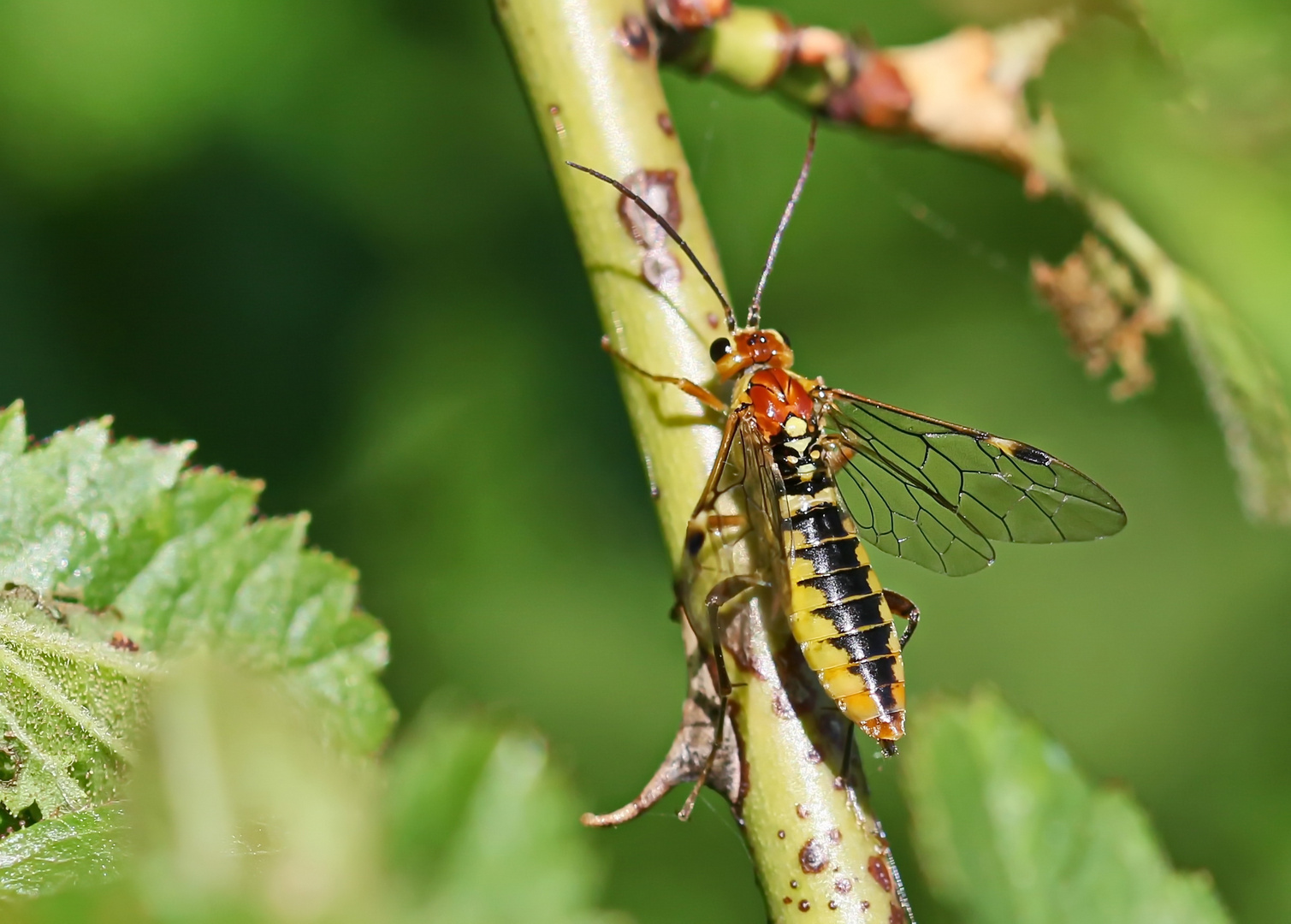 Tenthredopsis nassata-w. Nr.1