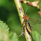 Tenthredopsis nassata-w. Nr.1