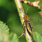 Tenthredopsis nassata-w. Nr.1