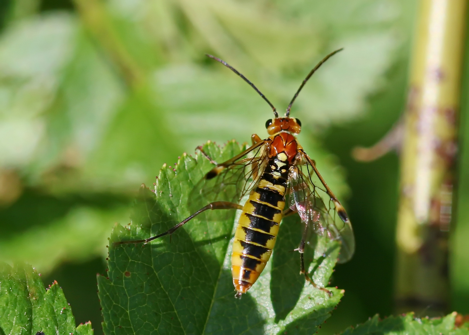 Tenthredopsis nassata_w