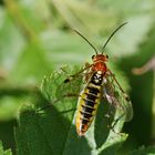 Tenthredopsis nassata_w