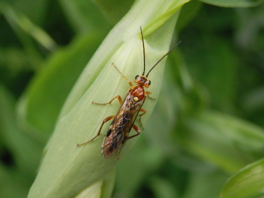 Tenthredopsis sordida