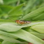 Tenthredopsis sordida