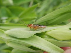 Tenthredopsis sordida