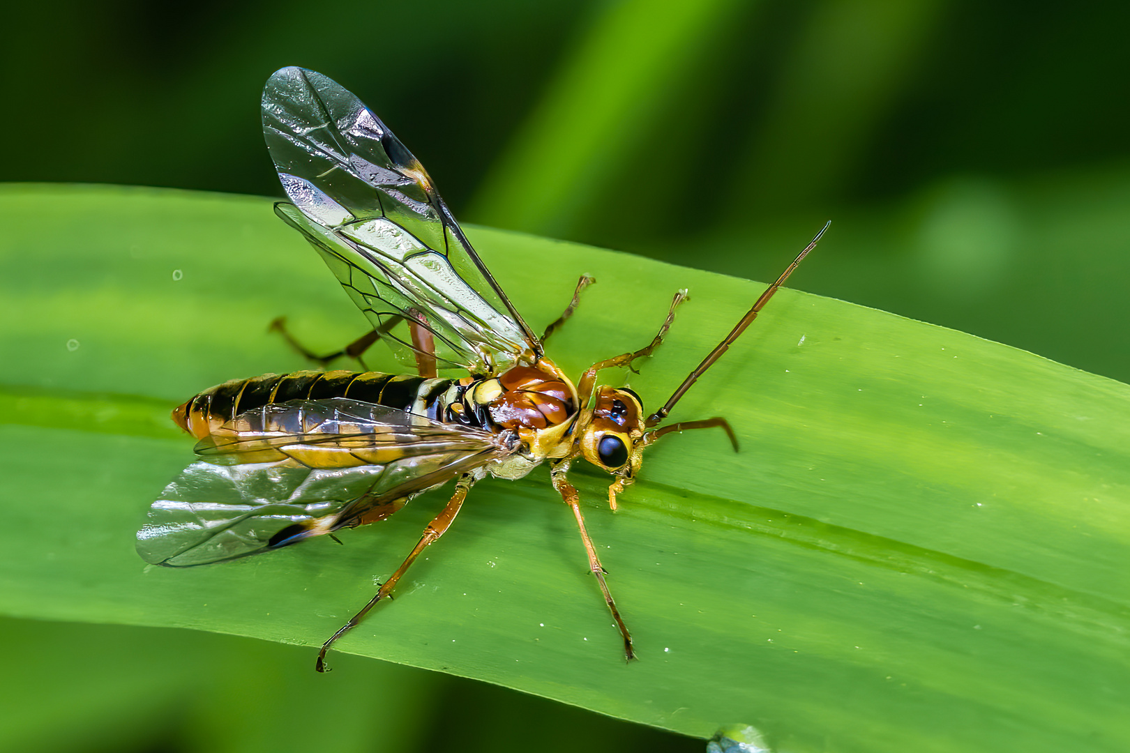 Tenthredopsis sordida, Blattwespe